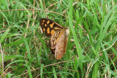 Heteronympha paradelpha