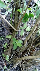 Lippia graveolens