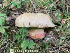 Rubroboletus satanas