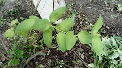 Lippia graveolens