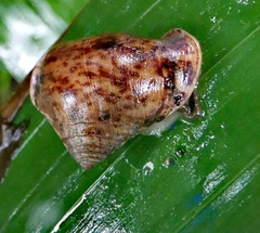 Pythia
