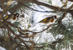 Carduelis carduelis