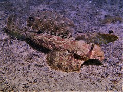 Dactylopus dactylopus