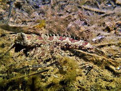 Dactylopus dactylopus