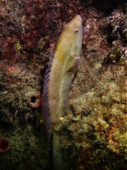 Notolabrus parilus