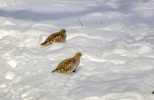 Perdiz pardilla (Perdix perdix)