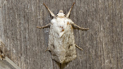 Proteuxoa amaurodes
