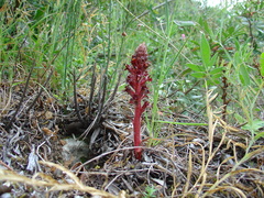 Orobanche foetida