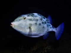 Blue Boxfish photo 2
