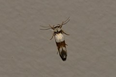 Stathmopoda mannophora