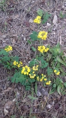 Coronilla valentina glauca