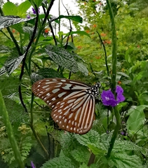 Ideopsis vulgaris macrina