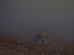 Euphlyctis cyanophlyctis