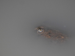 Euphlyctis cyanophlyctis