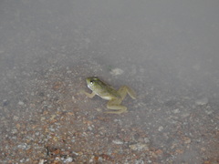 Euphlyctis cyanophlyctis