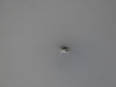 Euphlyctis cyanophlyctis