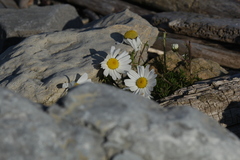 Tripleurospermum hookeri