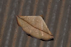 Eublemma perversicolor