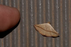 Eublemma perversicolor