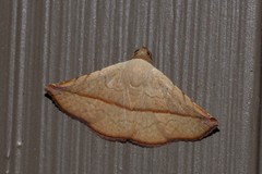 Eublemma perversicolor