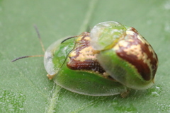 Cassida compuncta