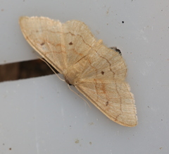 Idaea rubraria
