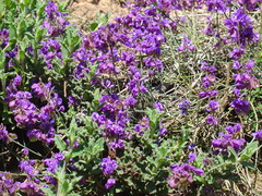 Polygala microphylla