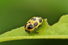 Cryptocephalus decemnotatus