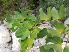 Bauhinia macranthera