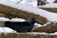Corvus monedula