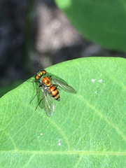 Condylostylus comatus