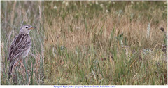 Anthus spragueii