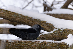 Corvus monedula
