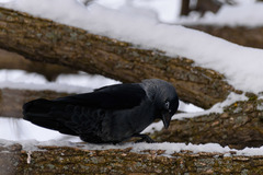 Corvus monedula
