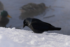 Corvus monedula