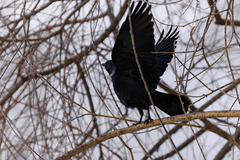 Corvus monedula