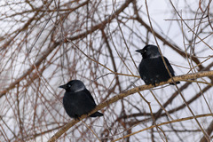 Corvus monedula