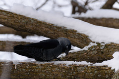 Corvus monedula