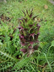 Acanthus syriacus