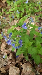 Veronica chamaedrys
