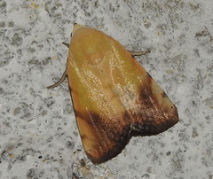 Xanthodes albago
