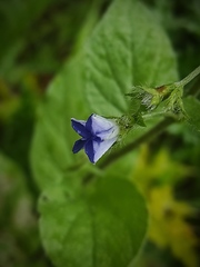 Convolvulus siculus siculus