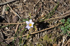 Romulea bulbocodium