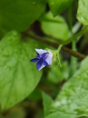 Convolvulus siculus siculus