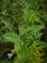 Convolvulus siculus siculus