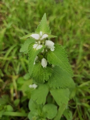 Lamium moschatum