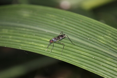 Hybobata fuelleborni