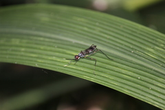 Hybobata fuelleborni