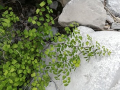 Adiantum tricholepis