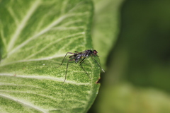 Hybobata fuelleborni